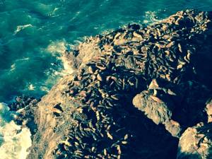 Sea Lions Oregon Coast