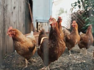 Read more about the article 3 Ways To Kill Parasites When Your Chickens Get Worms