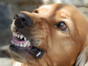 dog-attack-laws-massachusetts lawyer