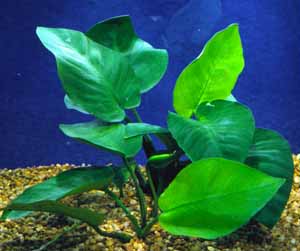 Broad Leaf Anubias