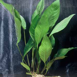 Anubias Heterophylla