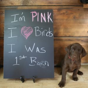 70023832_2397600407176321_7913132636179005440_o female labrador puppy with chalkboard for sale