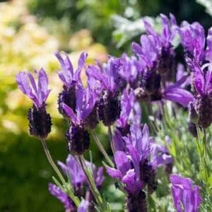 how to prune french and spanish lavender