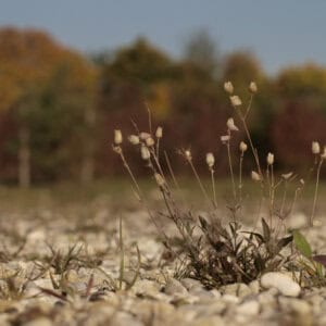 Foto: NER Magerrasen, © ver.de