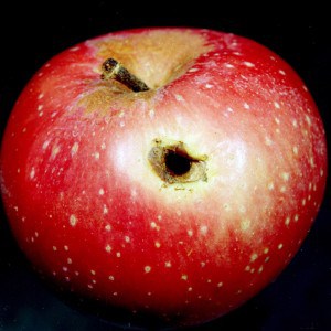 Apple with worm hole