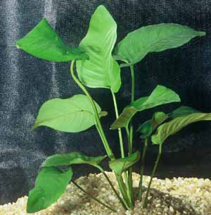 Anubias Barteri