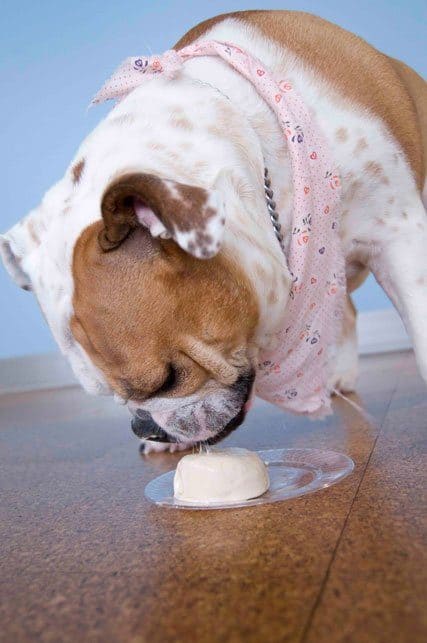 homemade frosty paws