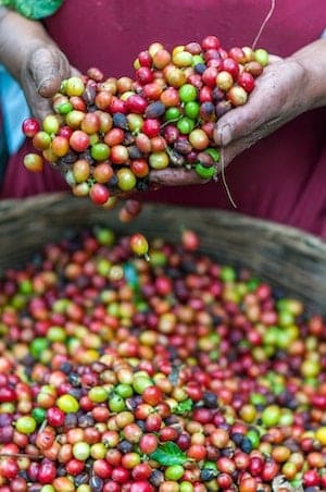 A farm worker handles coffee cherries