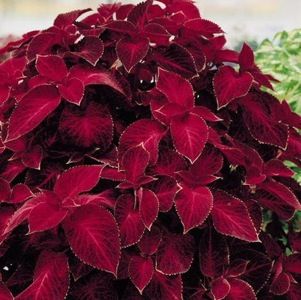 Värd-kirinõges "Wizard Velvet Red"