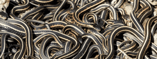 Snakes
