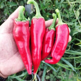 Semillas de ají cacho de cabra libre de químicos