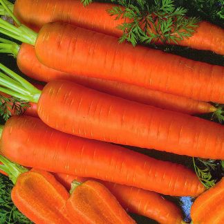 Semillas de zanahoria chantenay red cored
