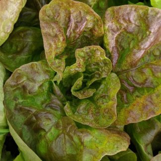 Semillas de lechuga maravilla 4 estaciones