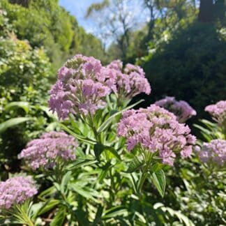 Semillas de Valeriana