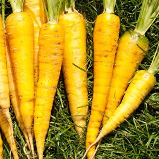 Semillas de zanahoria amarilla libres de químicos