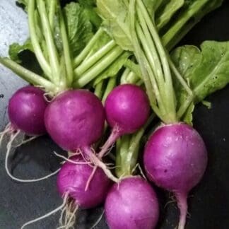Semillas de Rabanito morado para brotes