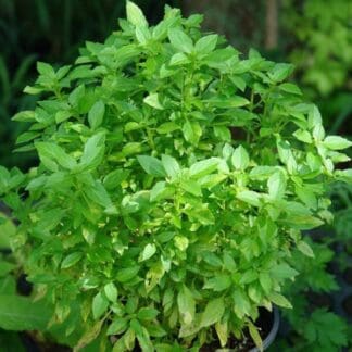 albahaca compacta compatto greco