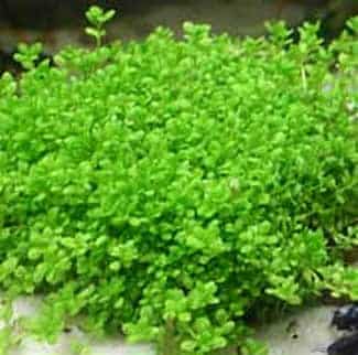 Dwarf Baby Tears
