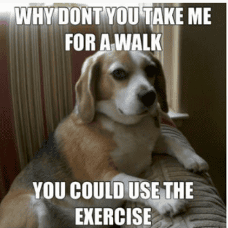 exercise dog