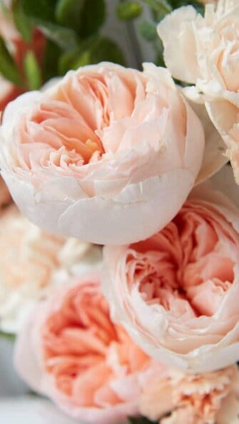 peach peony wallpaper aesthetic, pink flower wallpaper iPhone