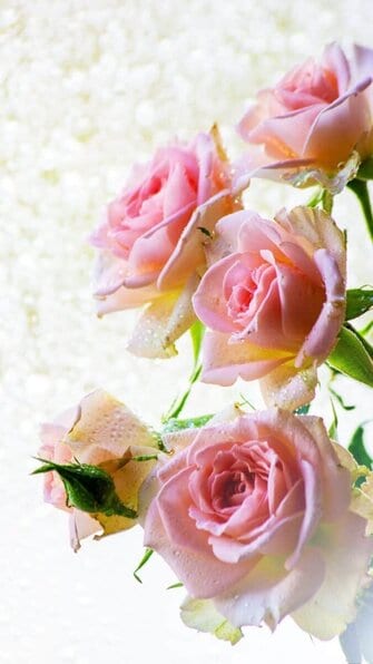 pink roses wallpaper aesthetic, pink flower wallpaper iPhone