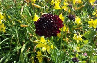 grown annuals for cut flower