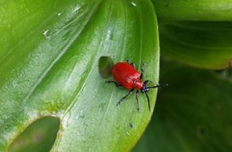 What is the red beetle eating my Lilies