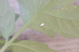 how to get rid of white fly black fly and black sooty mould
