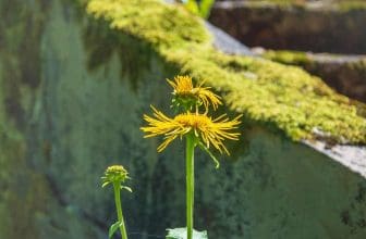 neudorff weedkiller and moss killer reviewed