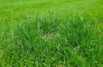 best fertilizer for dog wee