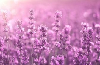 which month should i prune lavender