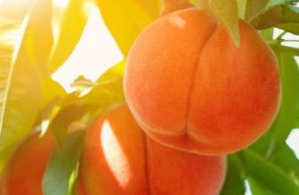 Which month should i prune my peach tree