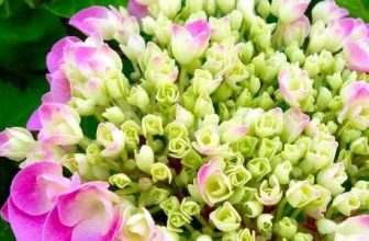 pruning hydrangeas