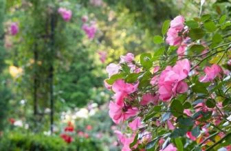 what month should i prune roses