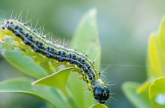 boxwood moth caterpillar