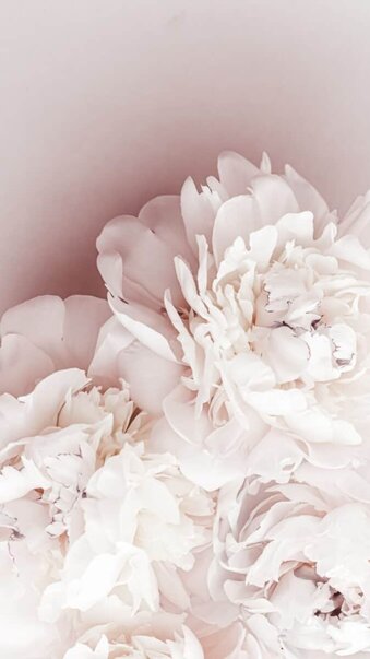 white peony flower background for iPhone