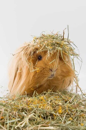 The Best Guinea pig bedding for your pet the best hay for your guinea pig