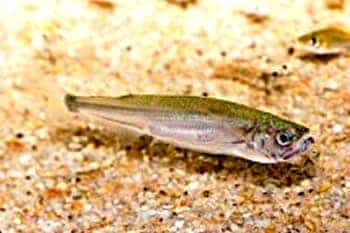 Sabertusk Barracuda (4 - 5 Inches)