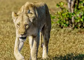 gir-national-park