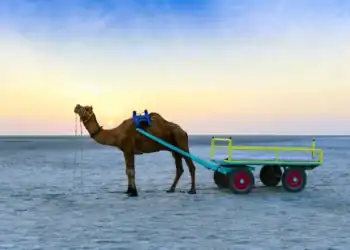 rann-of-kutch