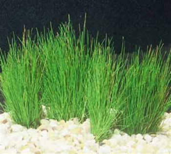 Dwarf Hairgrass