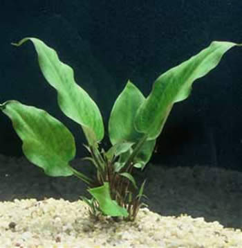 Cryptocoryne Ciliata