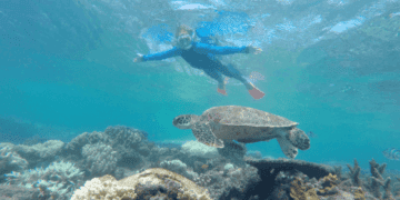 You might see turtles while snorkeling on the great barrier reef