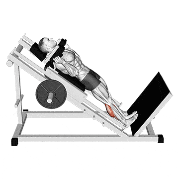 Hackenschmidt Waden