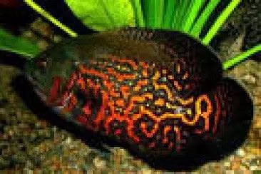 Red Anaconda Oscar