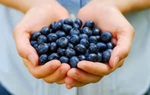 Handful of blueberries in someones hands