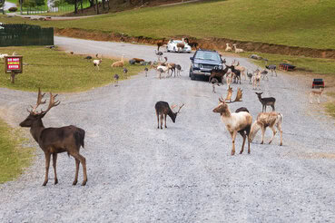 Lots of animals at the safari park