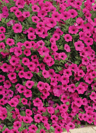 Ripp-petuunia "Purple Velvet" F1