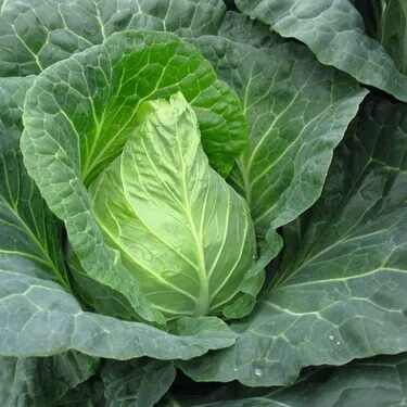 Semillas orgánicas certificadas de Repollo Bushwick