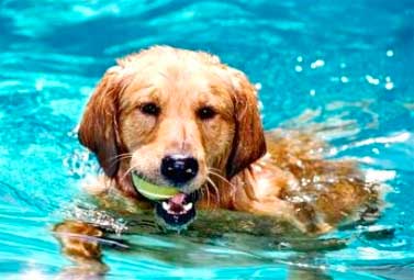 COMO ALIVIAR O CALOR DO SEU CÃO